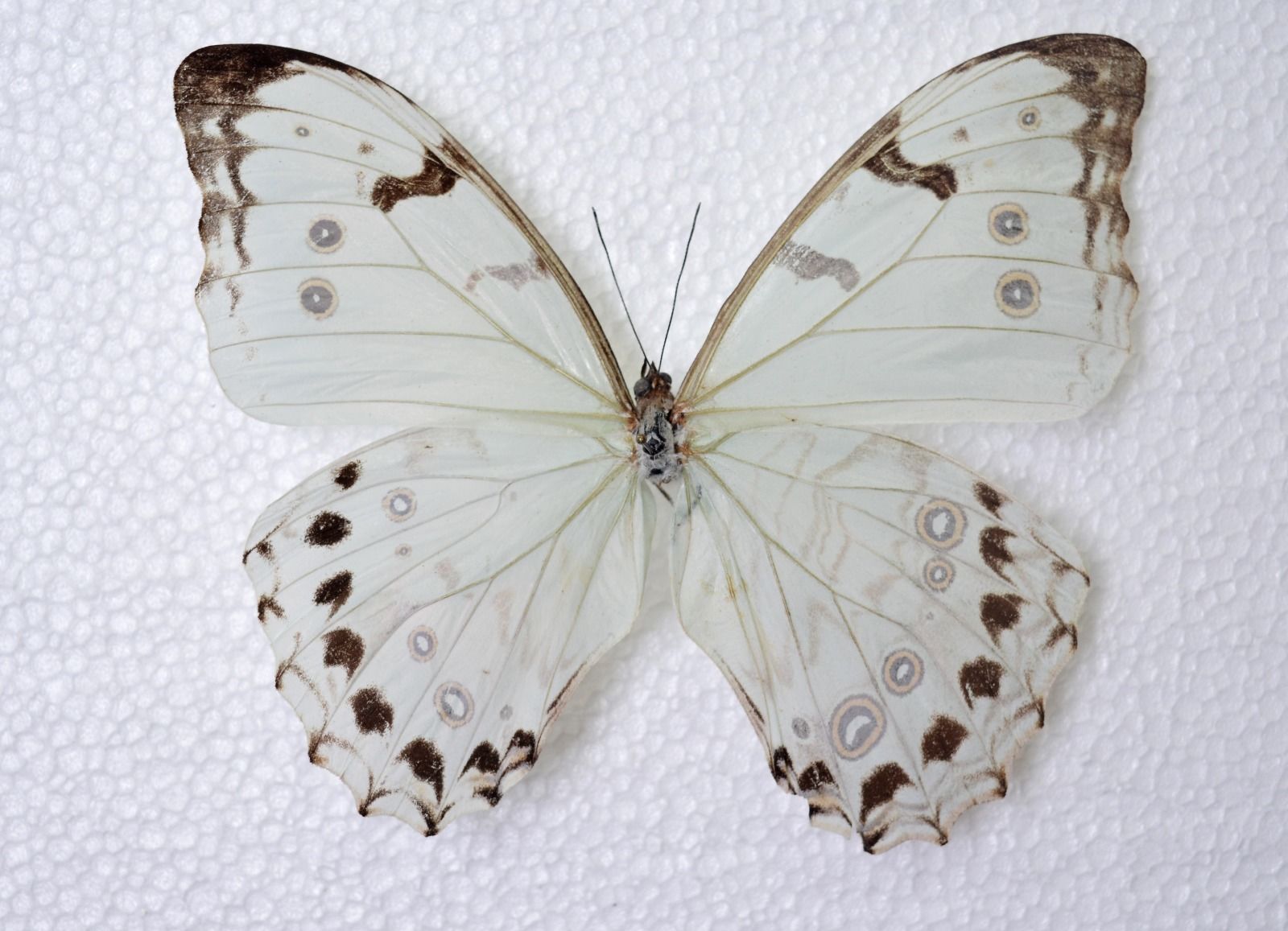 Morpho polyphemus luna (bilateral gynandromorph) [Internet image property of respective owner, non commercial use only]